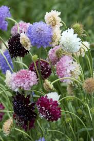 Image result for Scabiosa