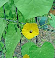 Image result for Ipomoea obscura