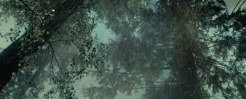 Check spelling or type a new query. Finding Myself Rain Gif Dark Forest Aesthetic Mystical Forest