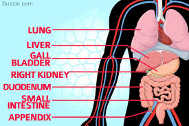 Pin On Human Anatomy Organs