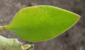Image result for Eriospermum porphyrium