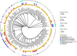 Image result for Amblygonocarpus