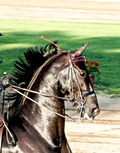 Heroes, Heroines, and History: American Saddlebreds: The Peacock of the Horse World