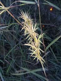 Image result for Cymbopogon caesius