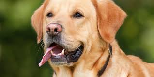 Découvrez nos petites annonces de chiens et chiots à vendre ou adopter sur paruvendu.fr. Chien Et Chiot Toutes Les Races De Chiens Et Conseils D Elevage