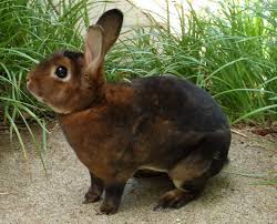 15 Of The Best Pet Rabbit Breeds Rabbit Breeds Pet Bunny Pet Rabbit Care