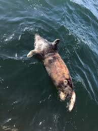 We did not find results for: Shark May Be Making Its Presence Known In Penobscot Bay As Cruise Boat Monitors Injured Seals Penbay Pilot
