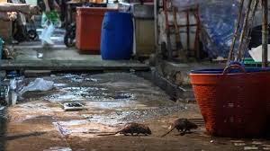 Dengan debat korupsi mengambil alih perhatian pers, pemerintah berhasil mengesampingkan diskusi sensitif pada pertarungan politik. Jam Malam Tikus Ambil Alih Jalanan Thailand Dunia Tempo Co