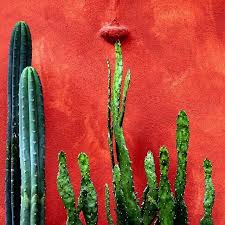 Watch the video explanation about how to remove cactus needles online, article, story, explanation, suggestion, youtube. I Spy With My Little Eye A Cacti Lifeclothingco Mexican Garden Cacti And Succulents Mexican Colors