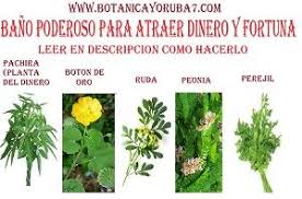 «no era la primera vez que la gente me llamaba loco. Pin On Botanica Yoruba7 Com