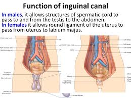 A groin lump refers to any lump that appears where your legs and trunk connect. Inguinal Region Secrotum Ppt Video Online Download