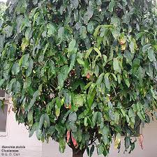 Image result for Clusiaceae