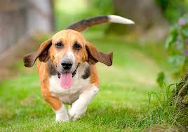 Basset hound oklahoma city, i have one left basset hound puppy available to a nice and caring home. 5 Things To Know About Basset Hounds