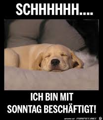 Sonntag Schlafende Welpen Spruche Tiere Witzige Hundebilder