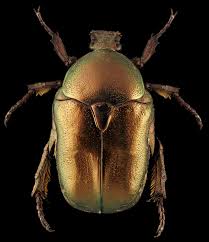 Image result for Burttia