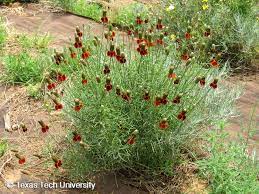 Mexican Hat Prairie Coneflower Plant Resources Home Ttu