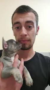 Francia bulldogok gondozása és nevelése