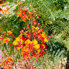 Image result for Caesalpinia glandulosopedicellata