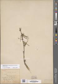 Image result for Aspidoglossum biflorum