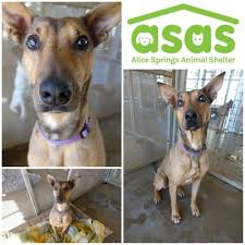 Pets r us alice springs. Bo2atchyfsi5um