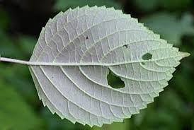 レモンエゴマ Perilla Citriodora シソ科 Lamiaceae Labiatae シソ属 三河の植物観察