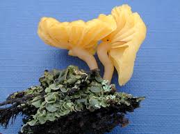 Image result for Ficalhoa laurifolia