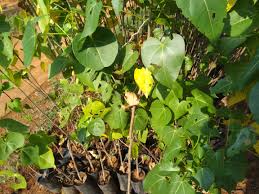 Image result for Hildegardia