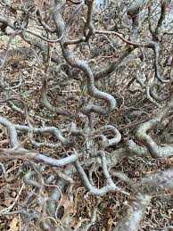 Corylus avellana, the common hazel, is a species of hazel native to europe and western asia, from the british isles south to iberia, greece, turkey and cyprus, north to central scandinavia, and east to the central ural mountains, the caucasus, and northwestern iran. Spectacular Contorted Filbert Kentucky Hort News