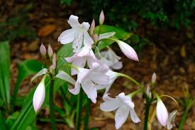Image result for Crinum moorei