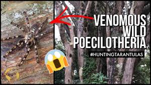 Image result for Centema subfusca