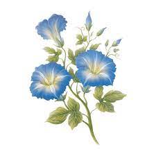 Tube Fleurs Liserons Bleu Flower Painting Watercolor Flowers Botanical Painting