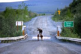 Image result for moose alaska