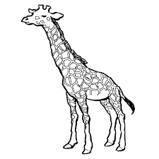 1/ matériel papier ramette ordinaire blanc a4 craies. Coloriage A Dessiner Girafe Facile