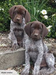 Our german shorthaired pointer puppies for sale are a loyal, intelligent, and active companion that will bring energy, joy, and adventure to your home. Dogs Pets Animals Pointer Puppies Gsp Puppies German Shorthair