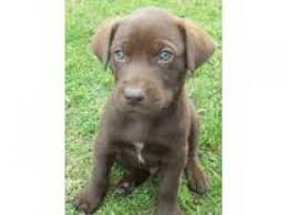 The german wirehaired pointer poodle (standard) mix, is a mixed breed dog resulting from breeding the german wirehaired pointer and the poodle (standard). Dog Lab German Shorthaired Pointer Mix Puppy Dog Images Lab Dogs Mixed Puppies