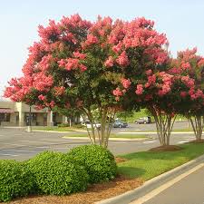 Creeping myrtle are a lustrous dark green that are veined with white. Crape Myrtle For Sale Mulch Masters Jacksonville Fl