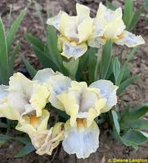 MdbJollyJoey < Main/Mdb < Iris Wiki