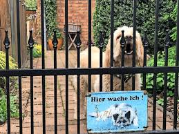 Die veranlagung dazu ist, je nach rasse und veranlagung verschieden. Bellen Auf Knopfdruck Was Hilft Wenn Der Eigene Hund Nur Klafft