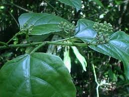 Image result for Cyphostemma masukuense