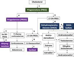 Pregnenolone Progesterone Allopregnanolone Pathway As A Potential Therapeutic Target In First Episode Antipsychotic Naive Patients With Schizophrenia Sciencedirect