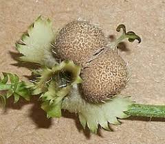 Image result for Tragia lasiophylla