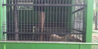 Maybe you would like to learn more about one of these? Kebun Binatang Solo Kembali Buka Di Saat Penerapan Ppkm Mikro Merdeka Com
