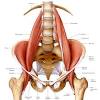 Its sister muscle is the psoas minor, although this is only present place the hands around the back of the right thigh and pull it close to the upper body. 1
