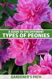 Maybe you would like to learn more about one of these? What Are The Different Types Of Peony Flowers Gardener S Path