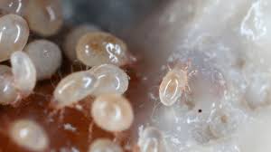 Image result for Dust mite
