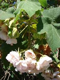 Image result for Dombeya