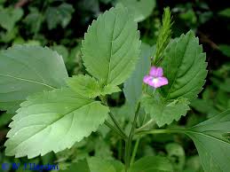 Image result for Stachytarpheta