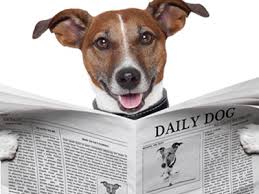 Le fusa dei gatti riducono l´ansia