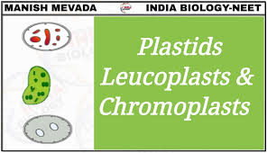 What Are Pro-Plastids? - Quora