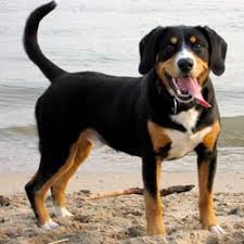 Why buy an entlebucher puppy for sale if you can adopt and save a life? Passt Der Entlebucher Sennenhund Zu Mir Alle Sennenhunde